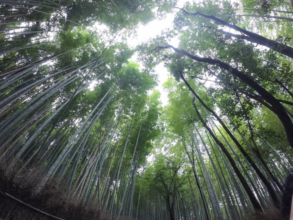 GoPro Hero7 初心者セット☆京都・嵐山の竹林で撮影