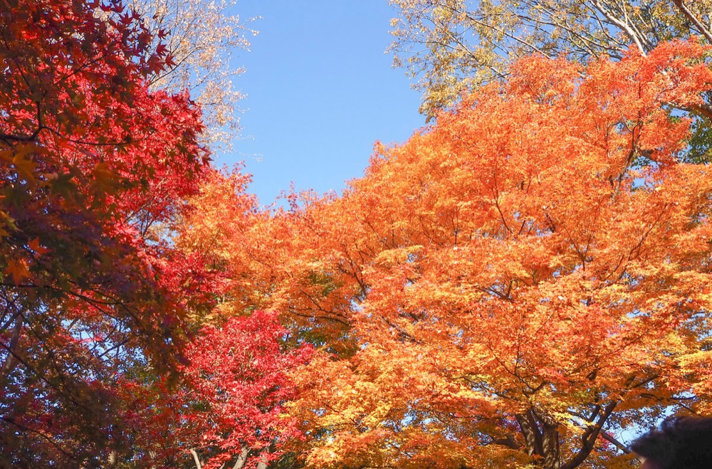 OLYMPUS PEN E-PL9 レンズキットで京都の紅葉を撮影☆