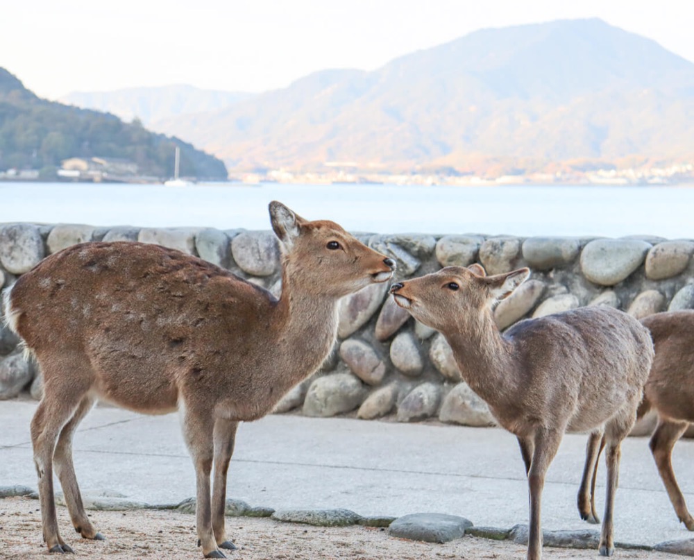 Canon EOS Kiss X10 ダブルズームキット・宮島の鹿さん