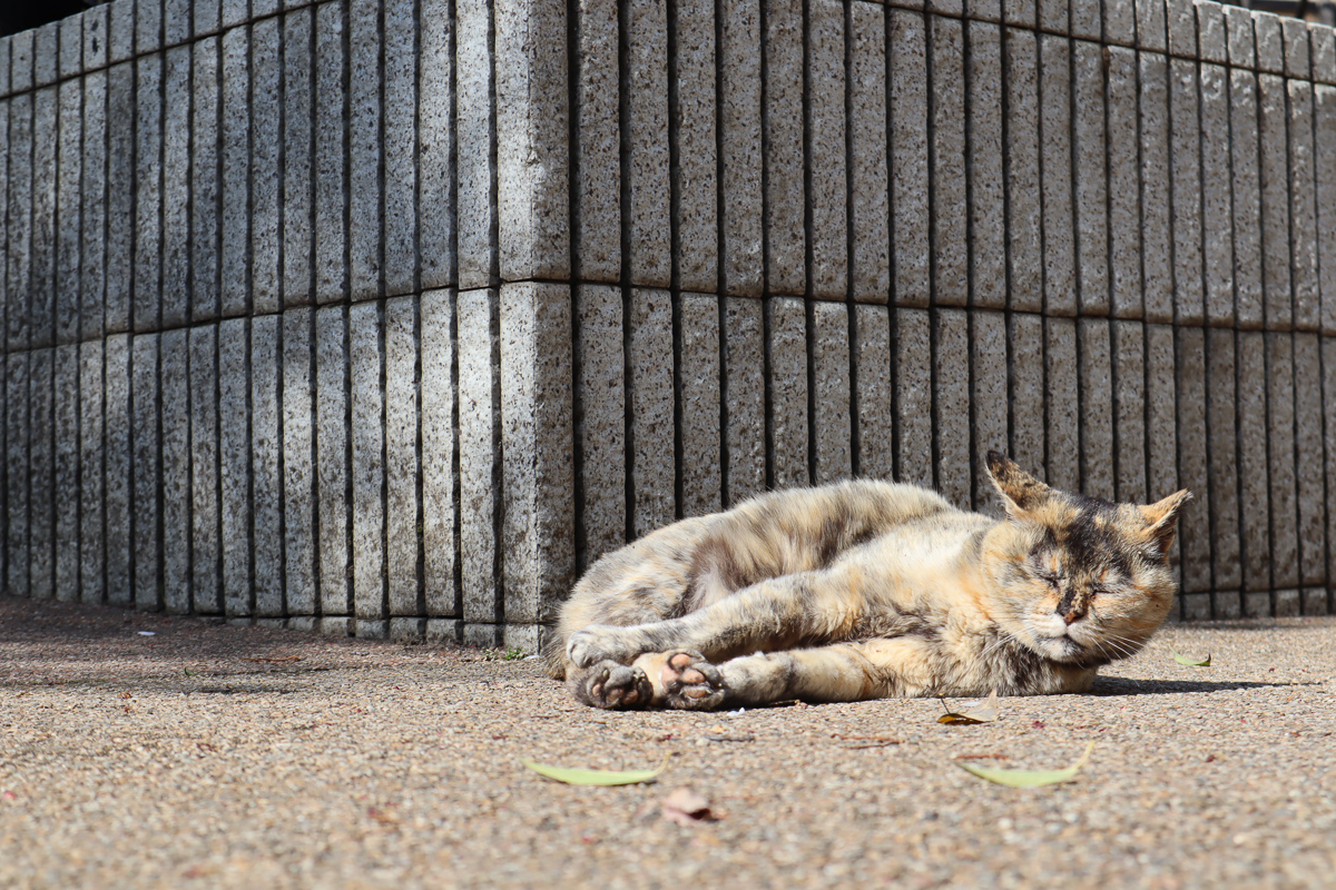 Canon EOS Kiss X10で日向ぼっこ中の猫ちゃんを撮影