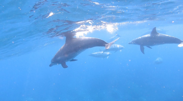 GoPro Hero6 初心者セット海中からイルカさんを撮影
