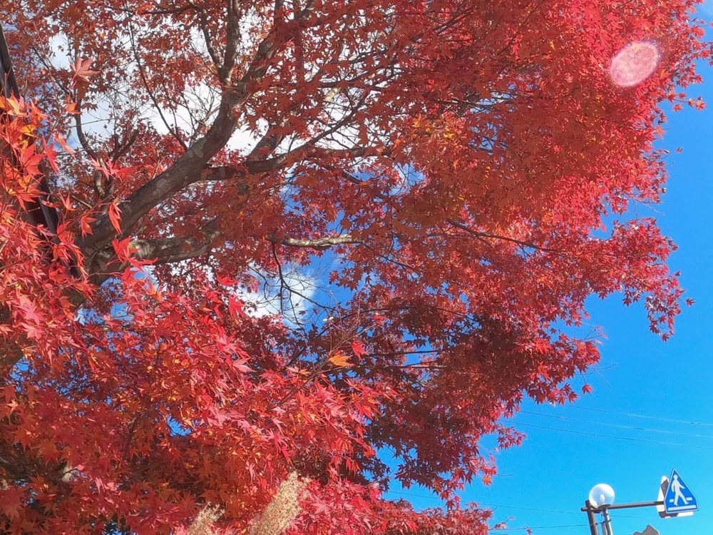 GoPro HERO8 Black で紅葉を撮影♪秋