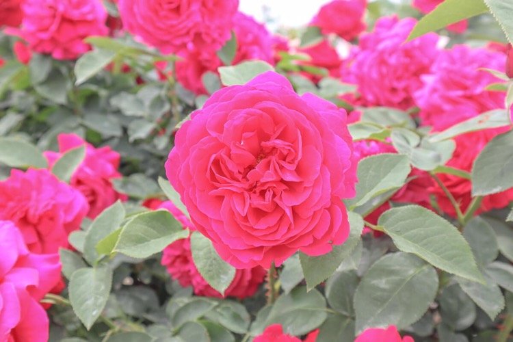 Canon EOS Kiss M で可愛いピンクの薔薇☆