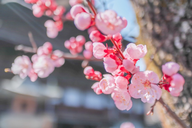 Canon EOS Kiss M ミラーレスで桜を撮影☆