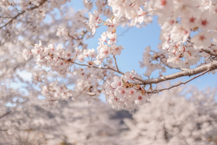 2019春☆桜満開善光寺 kissmレンズキット・ダブルズームキッドで撮影^ ^