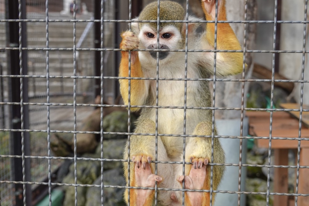 SONY RX100M7 で動物園のリスザルを撮影♪可愛い♡