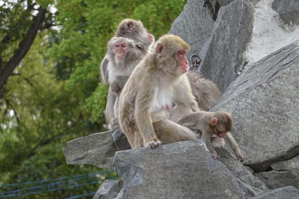 SONY Cybershot DSC-RX100M7で動物園のお猿さんを撮影☆