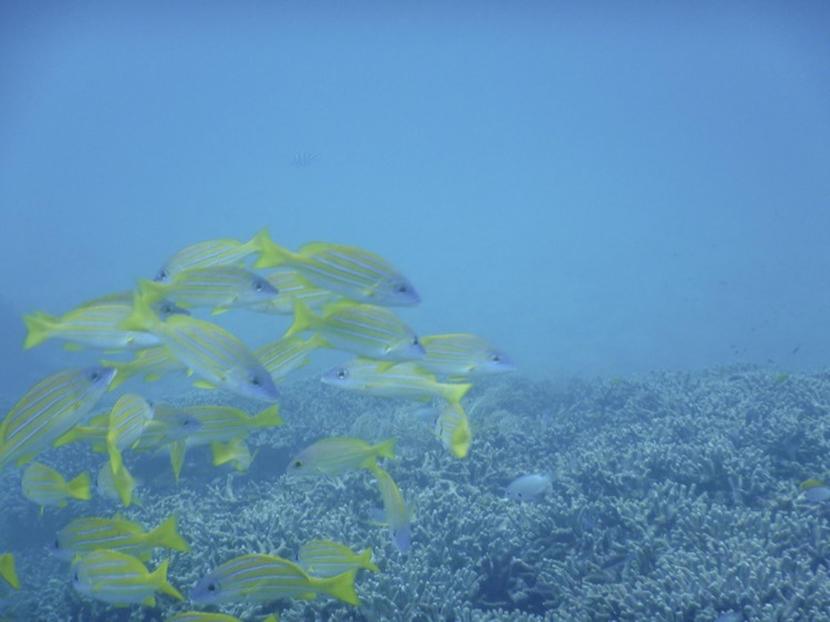 Nikon  W300 で沖縄の海☆黄色い魚♪