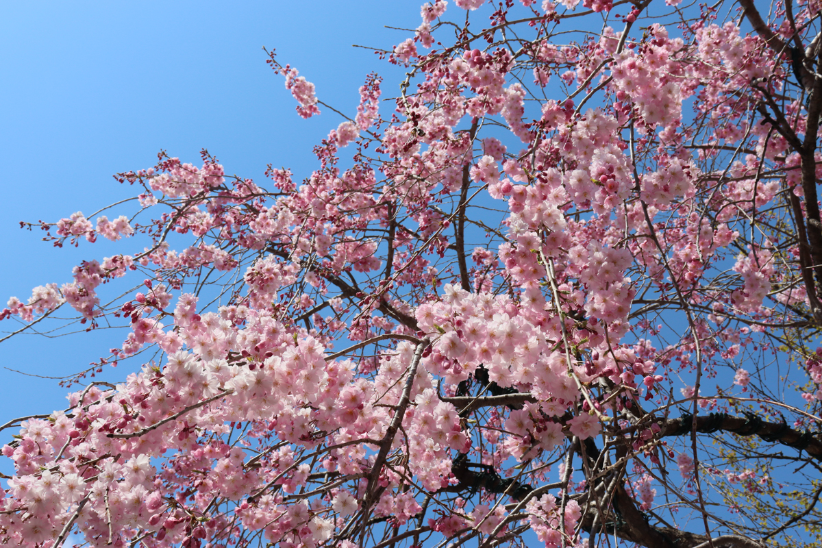 一眼レフ Canon EOS Kiss X10 レンズキットで桜を撮影♪