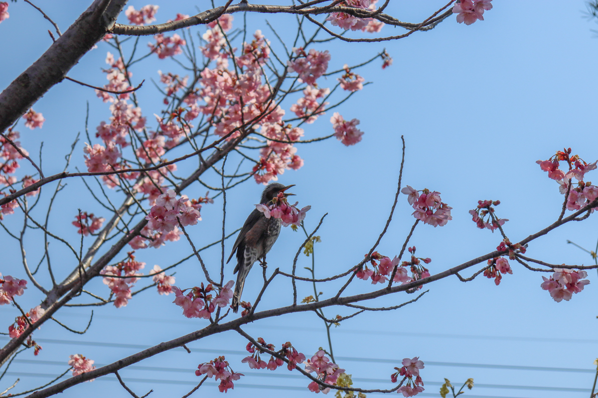 Canon EOS Kiss X10 レンズキットで撮影した桜と鳥さん